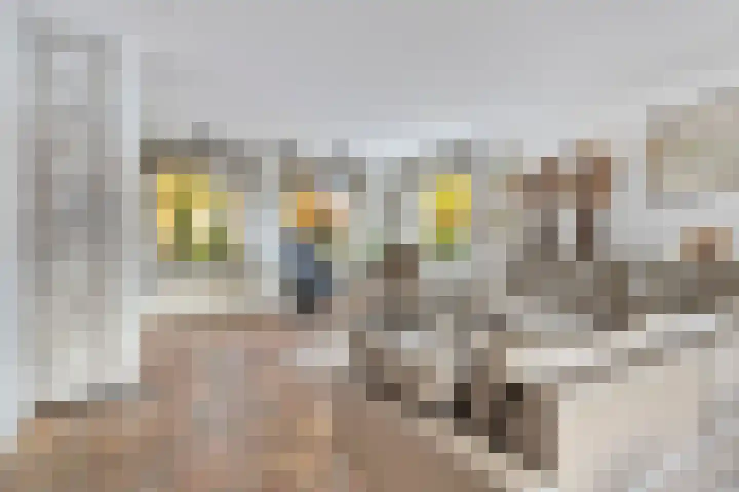 Prunus 20 Best thumbnail 25