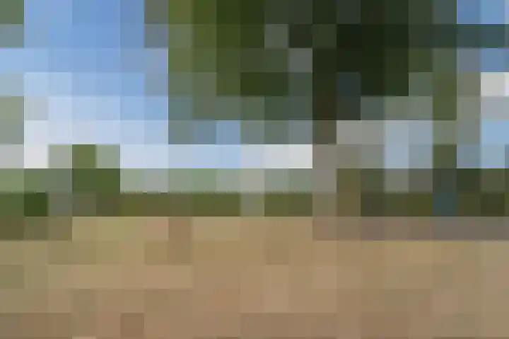 Prunus 20 Best thumbnail 44