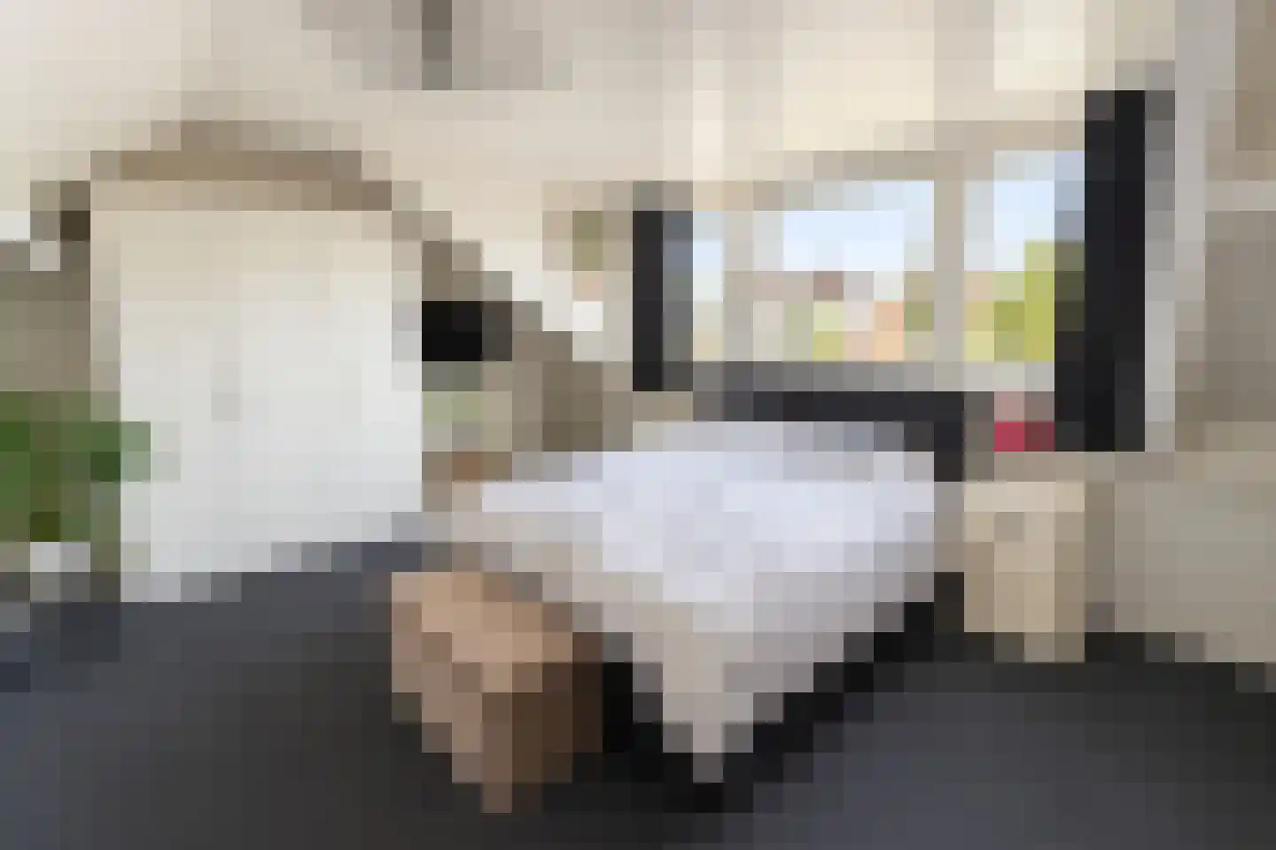 Prunus 4 Best thumbnail 14
