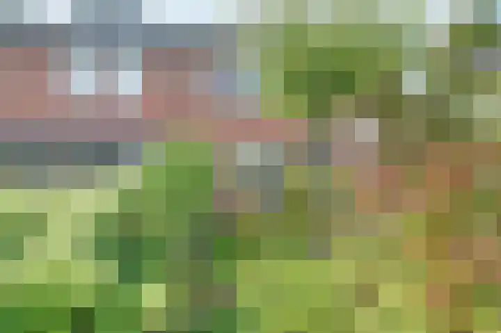 Prunus 8 Best thumbnail 35