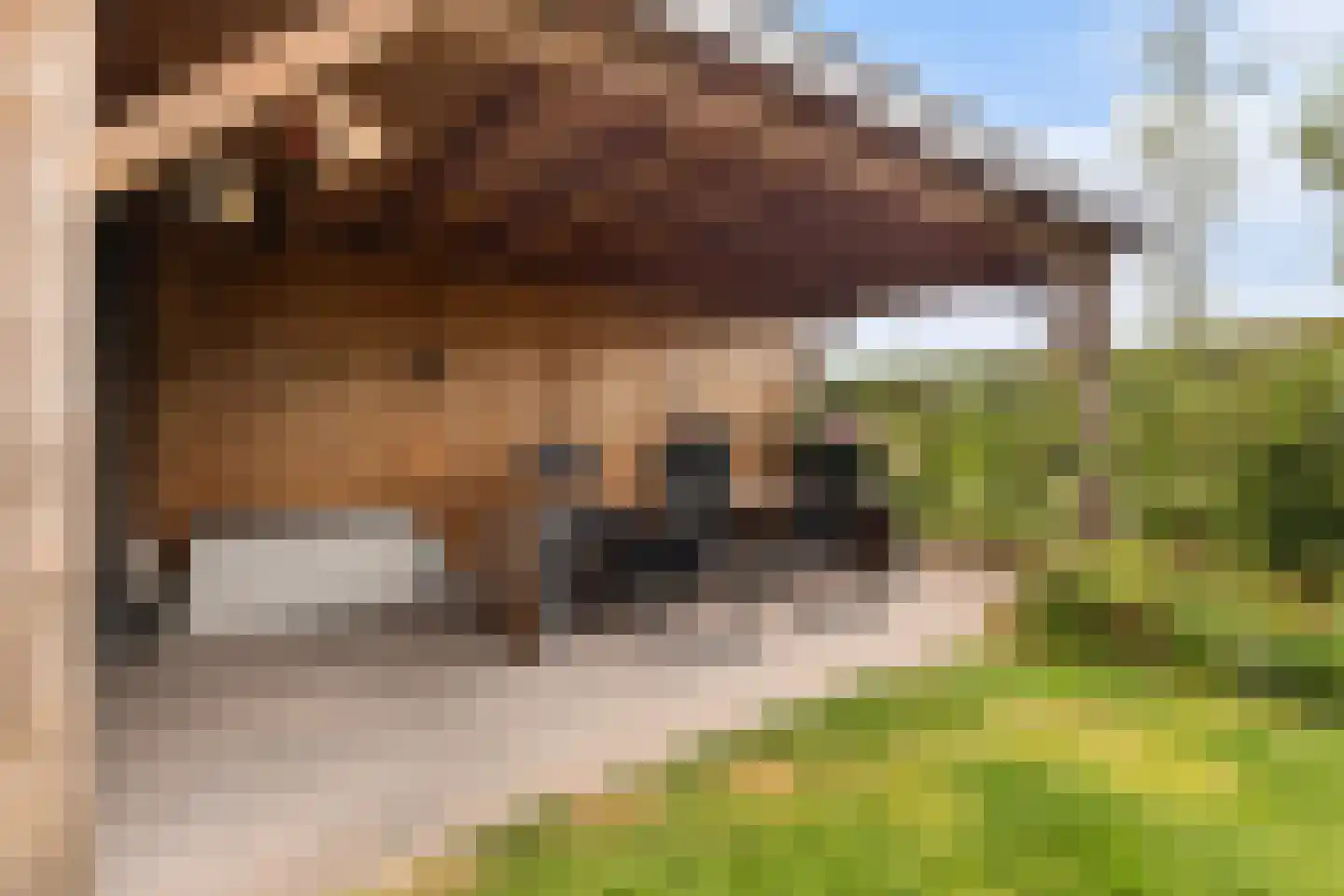 Prunushof 3 Woudenberg thumbnail 45