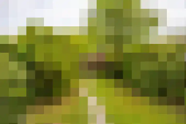 Prunusstraat 110 Groningen thumbnail 25