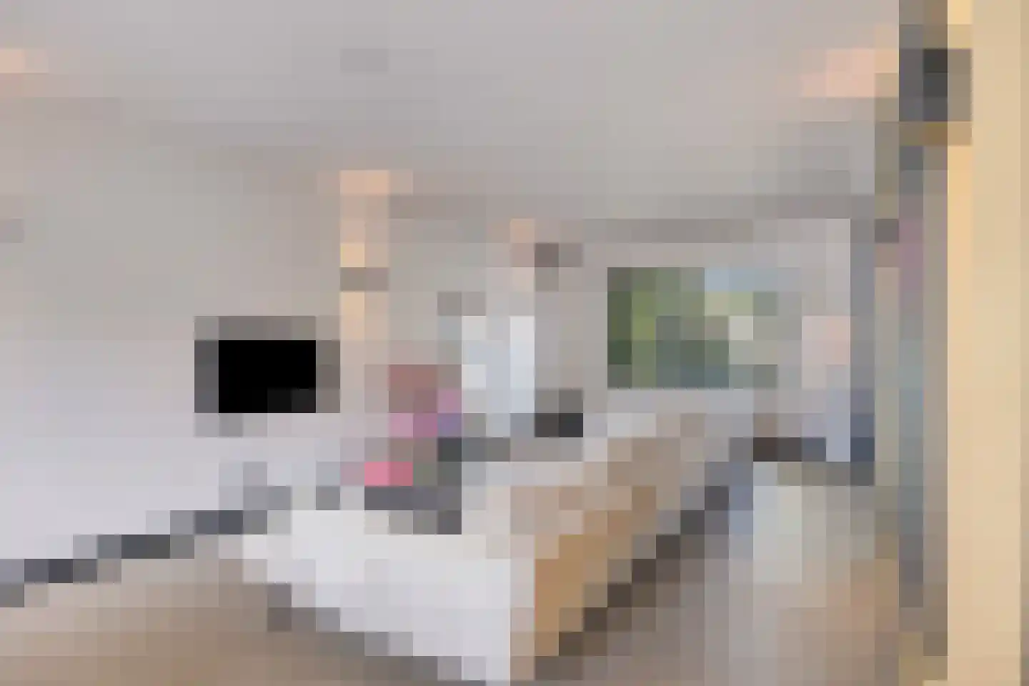 Prunusstraat 22 Oisterwijk thumbnail 17