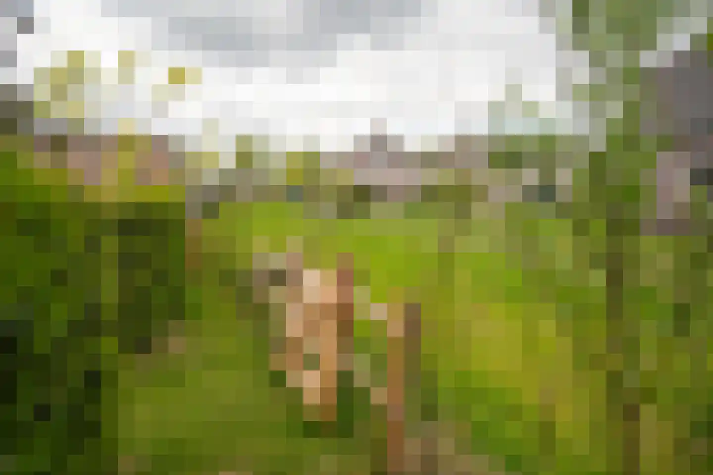 Prunusstraat 3 Ochten thumbnail 51