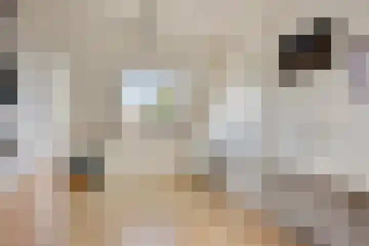Pruylenborg 2 Hendrik-Ido-Ambacht thumbnail 25