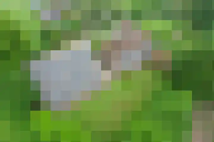 Puitsestraat 2 Leur thumbnail 58