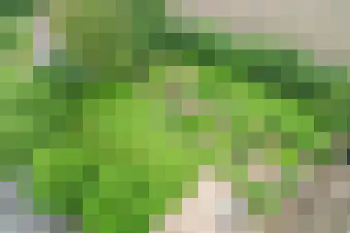 Puitsestraat 2 Leur thumbnail 60