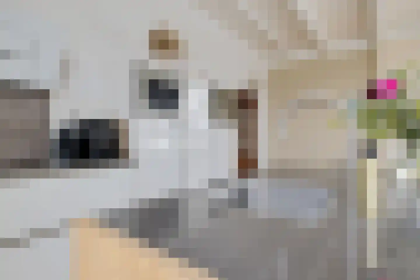 Púndyk 4 Wytgaard thumbnail 21
