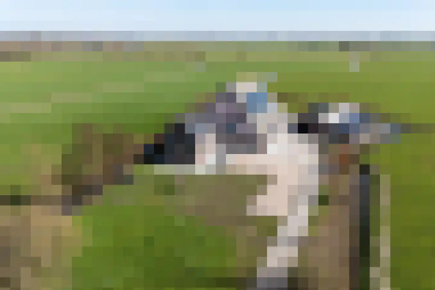 Púndyk 4 Wytgaard thumbnail 65