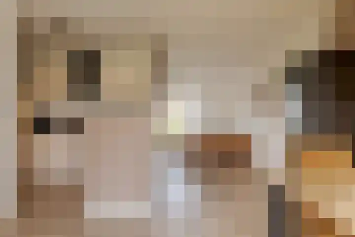 Puntkroos 44 Zwolle thumbnail 13