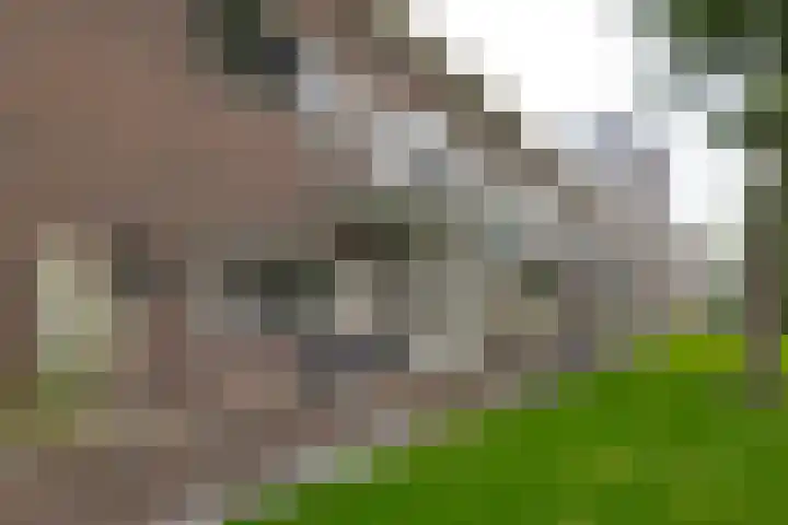 Puntkroos 44 Zwolle thumbnail 24