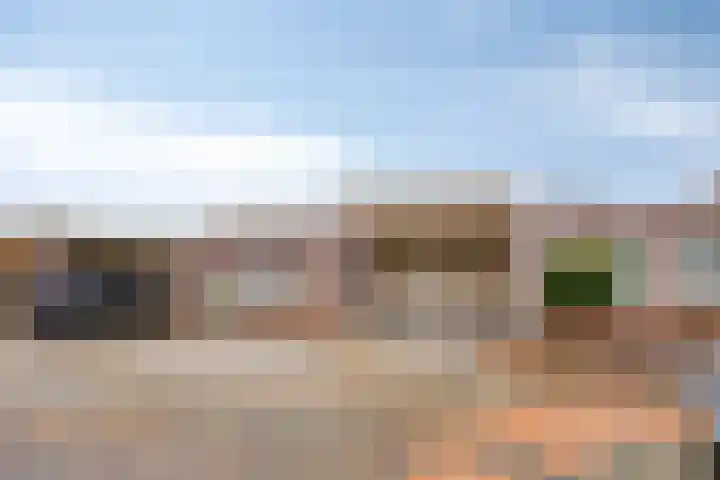 Purperbeer 29 Oss