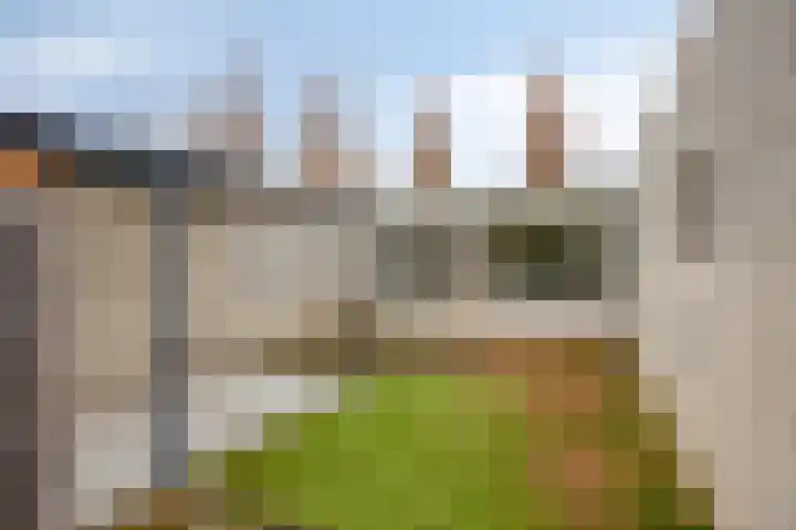 Purperbeer 29 Oss thumbnail 16