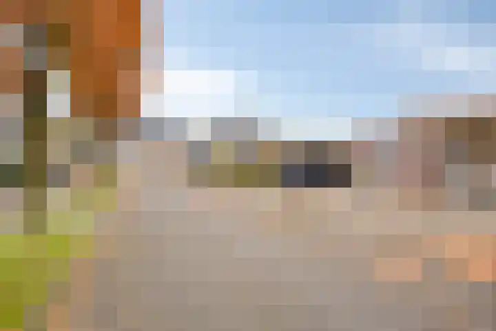 Purperbeer 29 Oss thumbnail 29