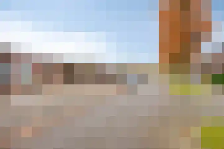 Purperbeer 29 Oss thumbnail 30