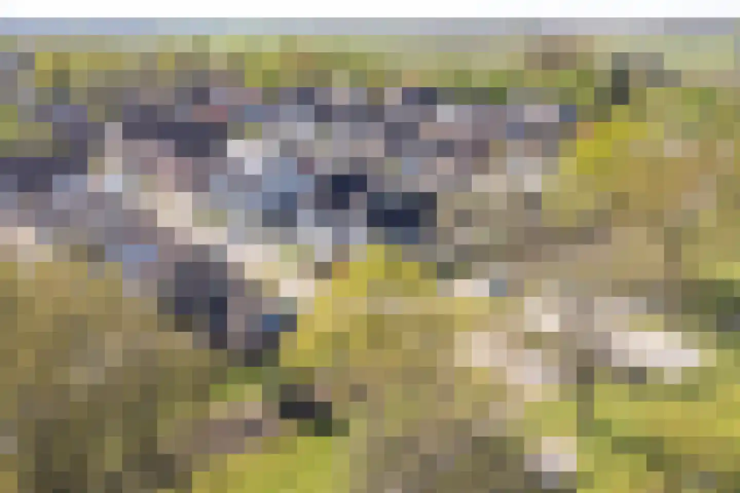 Purperreiger 10 Emmen thumbnail 66