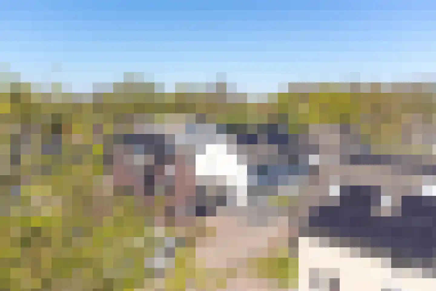 Purperreiger 10 Emmen thumbnail 68