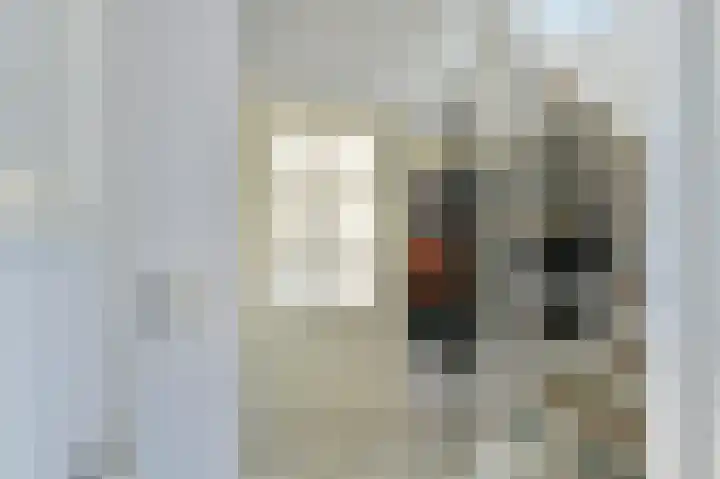 Purperreiger 21 Emmen thumbnail 14