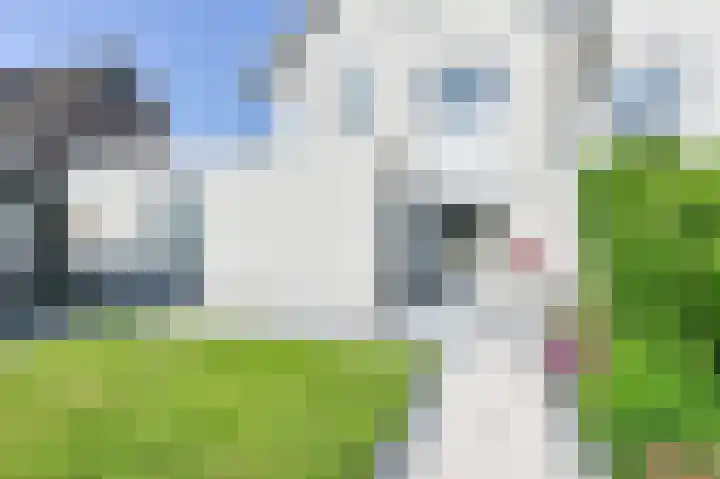 Purperreiger 21 Emmen thumbnail 84