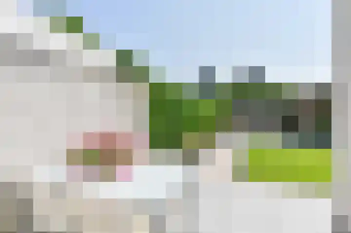 Purperreiger 21 Emmen thumbnail 86
