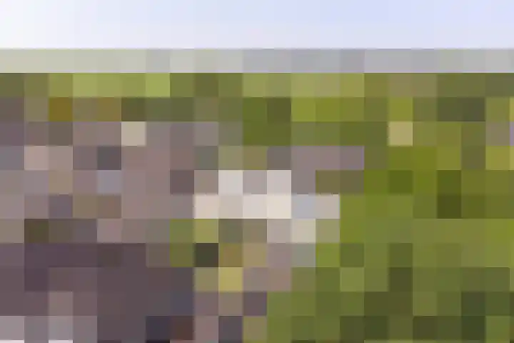 Purperreiger 21 Emmen thumbnail 94