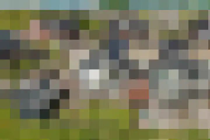 Purperreiger 35 Heerhugowaard thumbnail 30