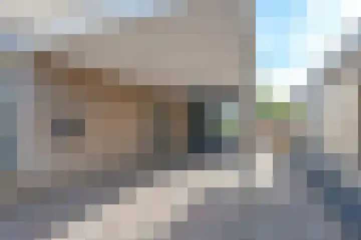 Purperreiger 5 Emmen thumbnail 5