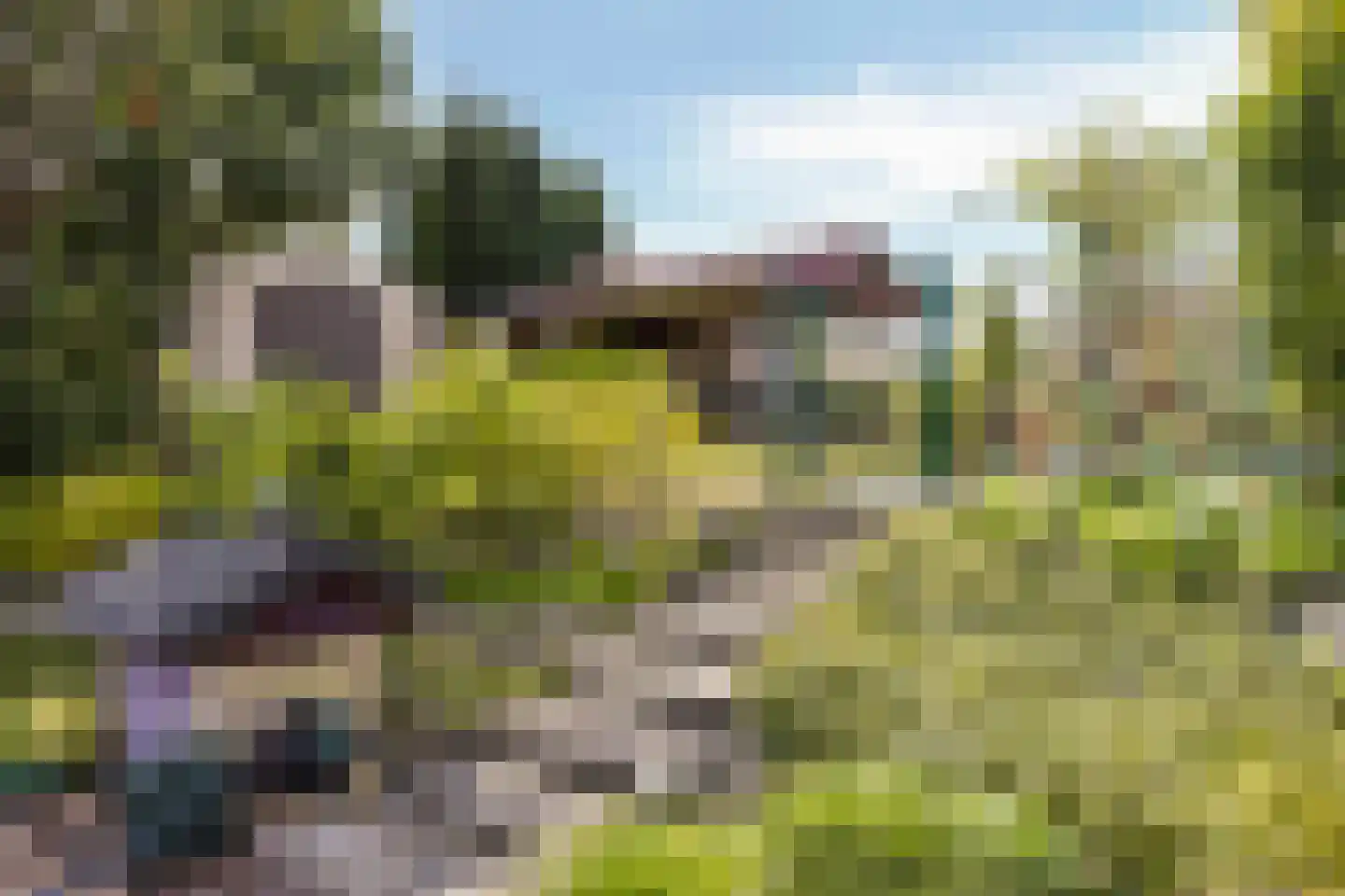 Purperreiger 5 Wildervank thumbnail 62