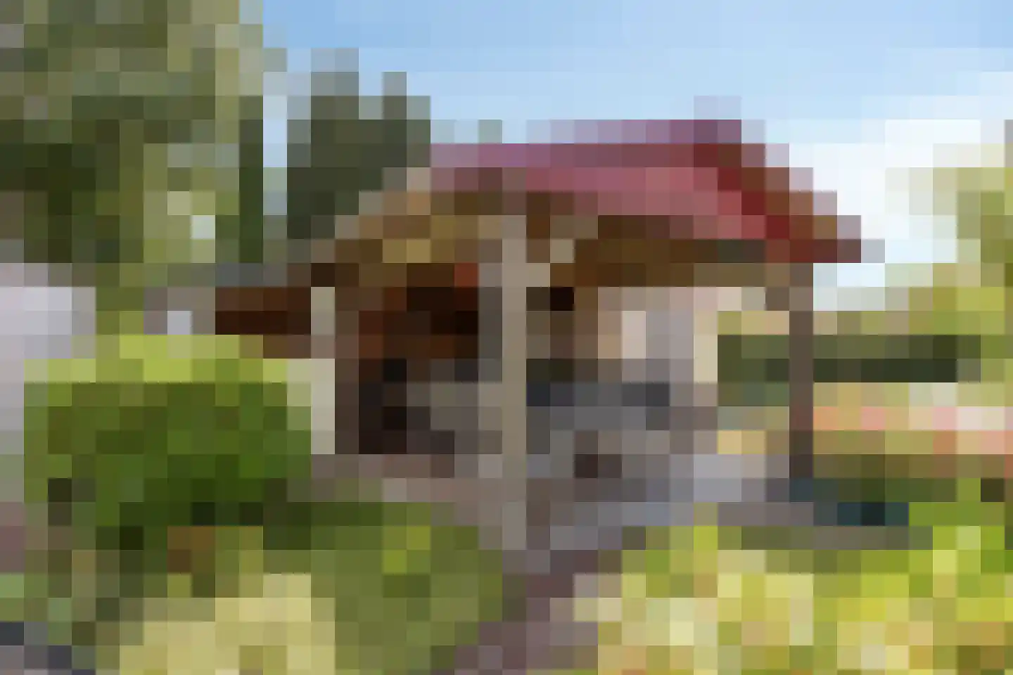 Purperreiger 5 Wildervank thumbnail 65