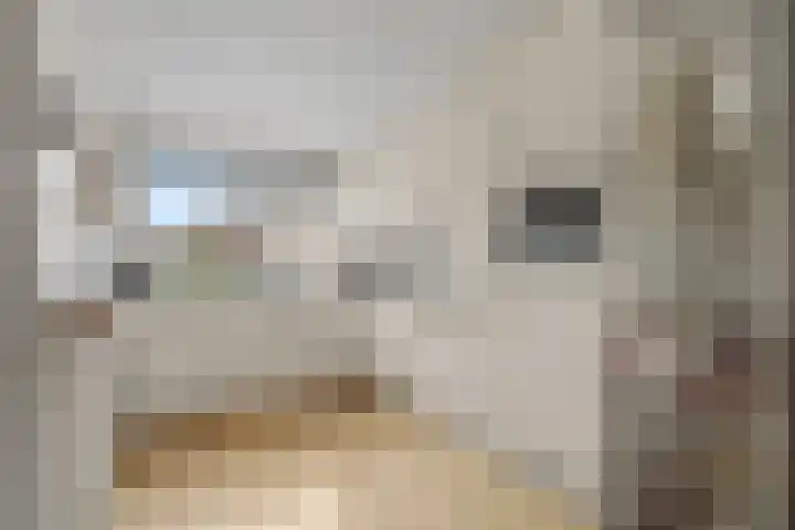 Purperreiger 7 Kockengen thumbnail 8