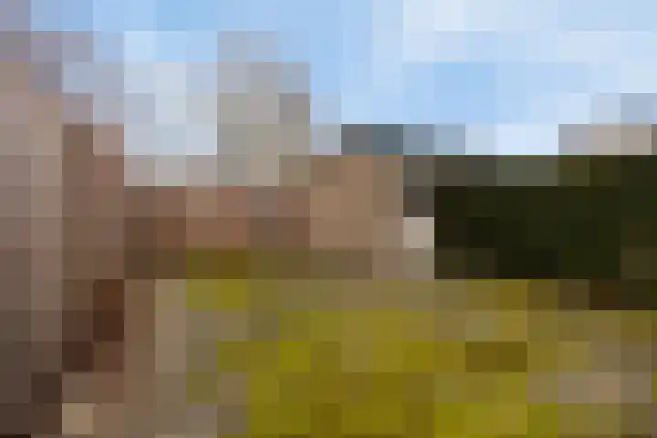 Purperwier 7 Leiden thumbnail 31
