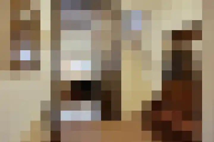 Purperwier 7 Leiden thumbnail 8