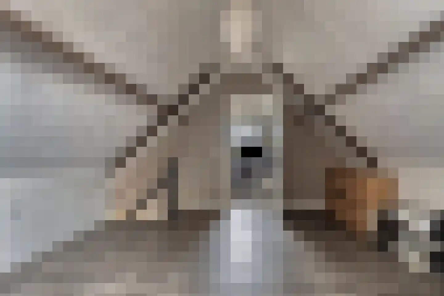 Putakker 3 Boekel thumbnail 69