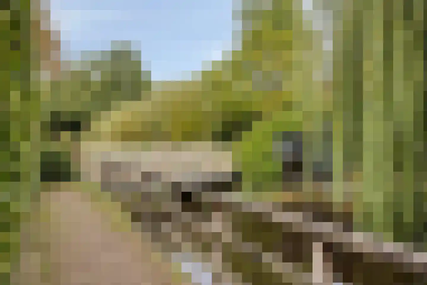 Putwei 19 Goes thumbnail 50