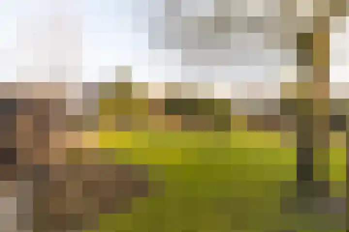 Pypsterstikke 5 Balk thumbnail 37