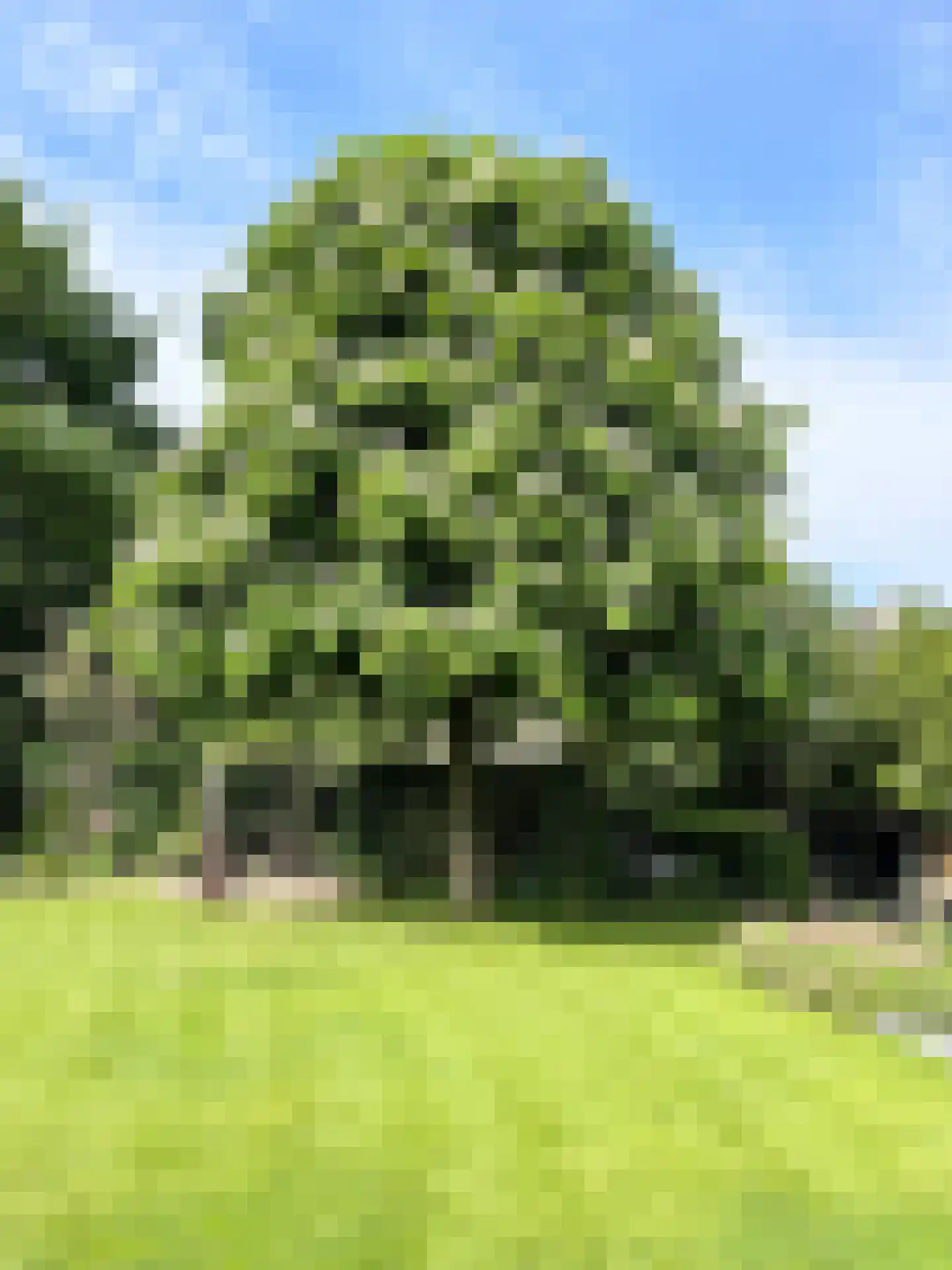 Pypsterstikke 5 Balk thumbnail 43