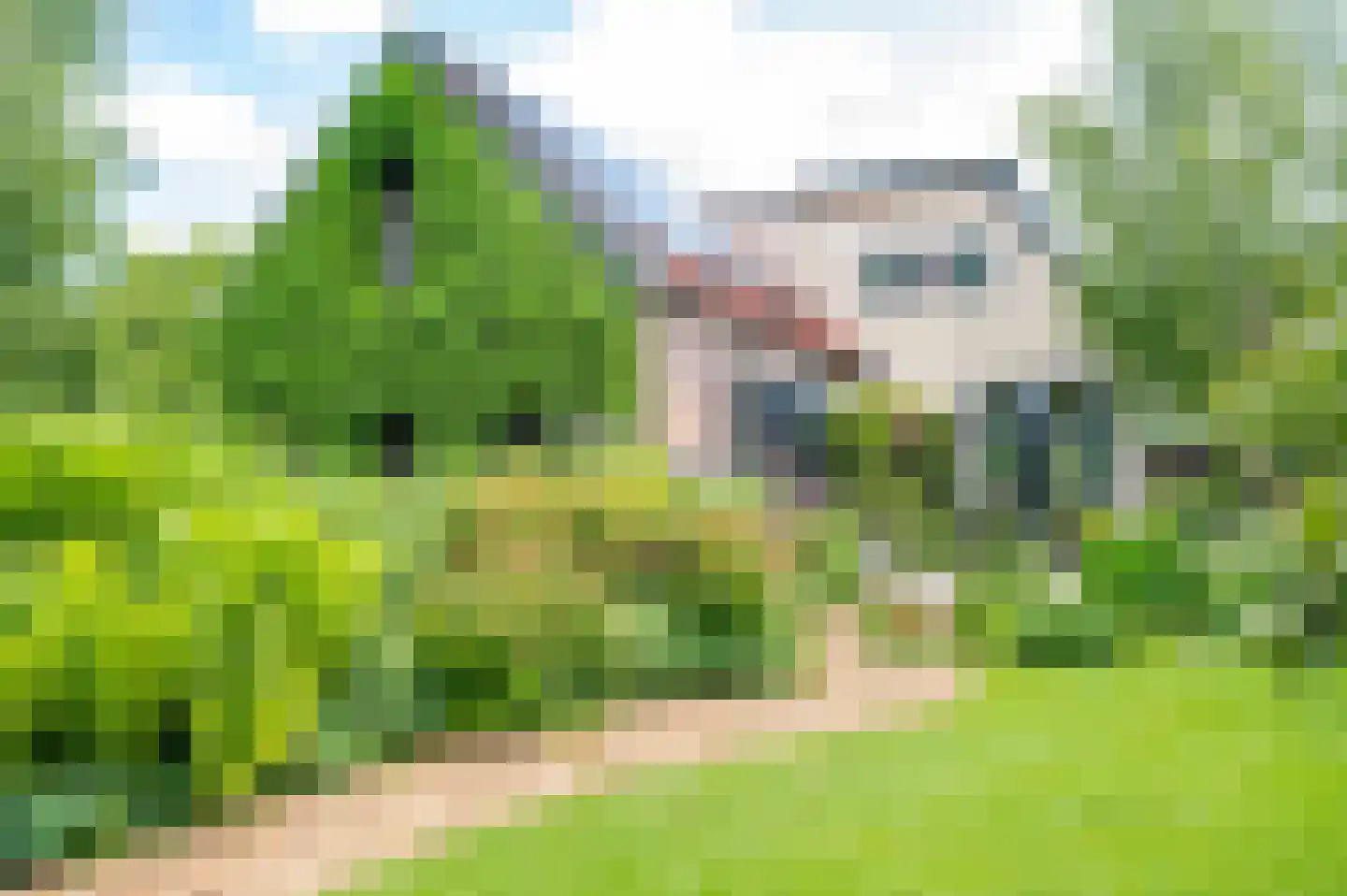 Pypsterstikke 5 Balk thumbnail 8