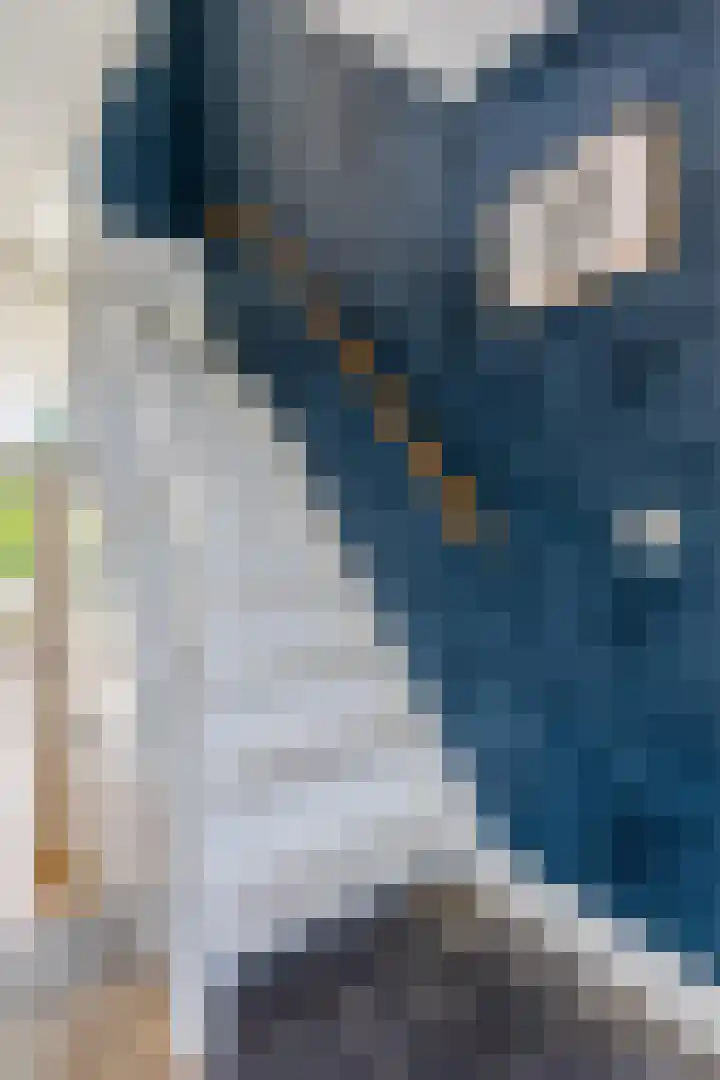 Pyreneeën 5 Amsterdam thumbnail 21