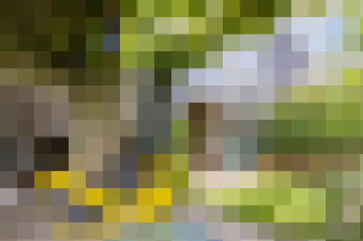 Pyreneeën 5 Amsterdam thumbnail 7