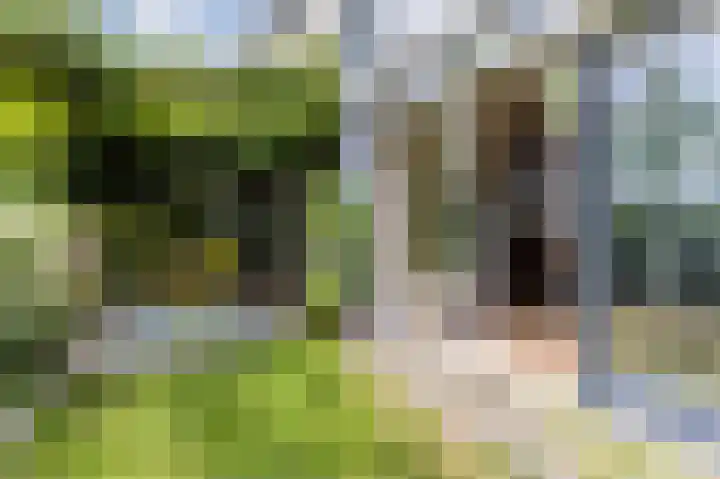 Pyreneeën 5 Amsterdam thumbnail 8