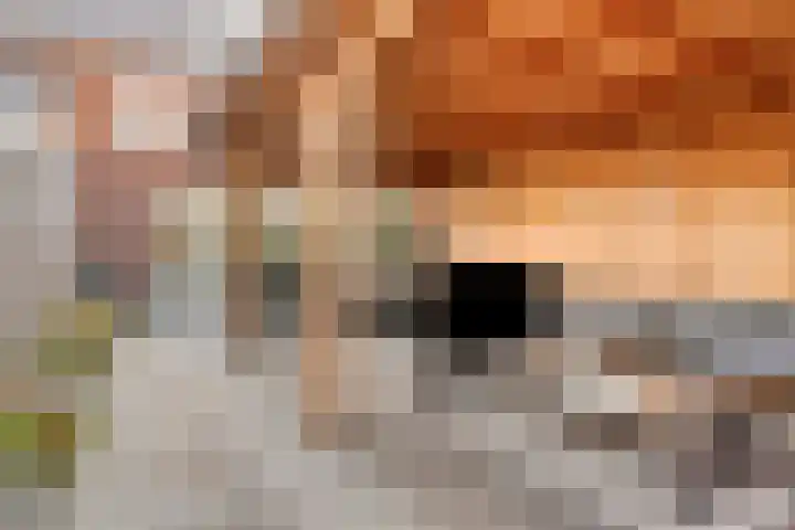 Pyriet 6 Zevenbergen thumbnail 28