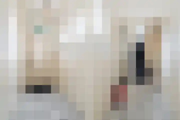 Quarles van Uffordstraat 73 Noordwijk thumbnail 6