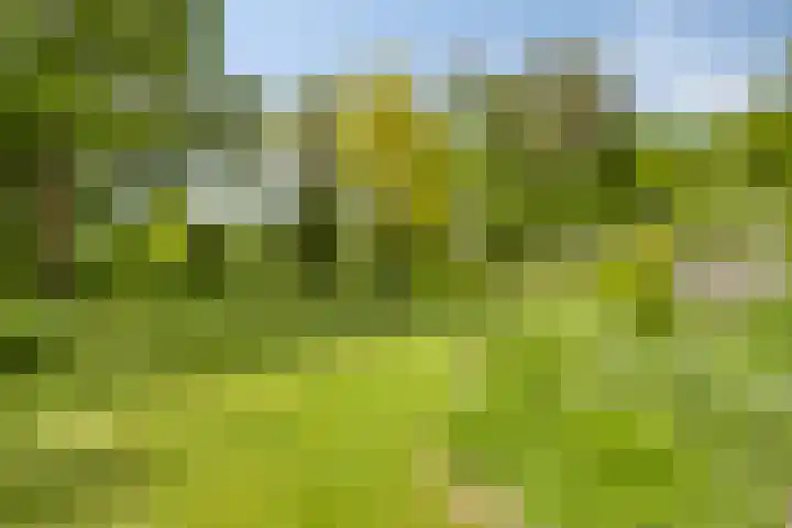 Quatre Brasweg 20 Gorssel thumbnail 12