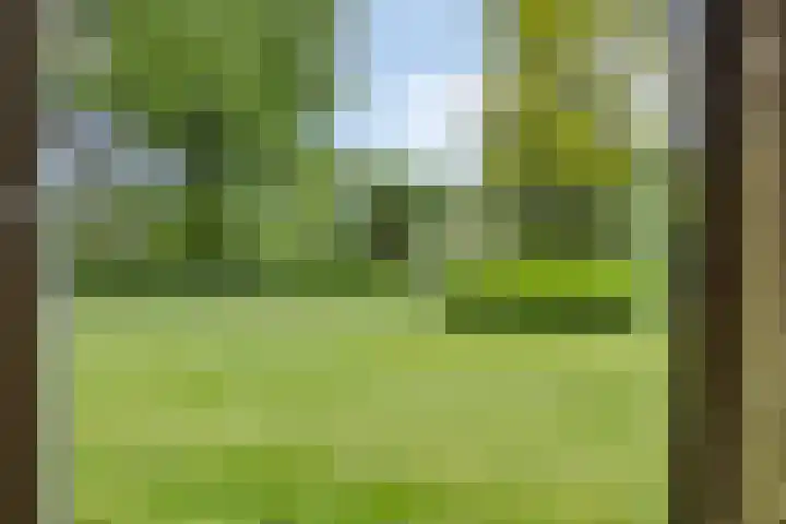 Quatre Brasweg 20 Gorssel thumbnail 37