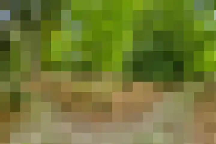 Quatre Brasweg 20 Gorssel thumbnail 80
