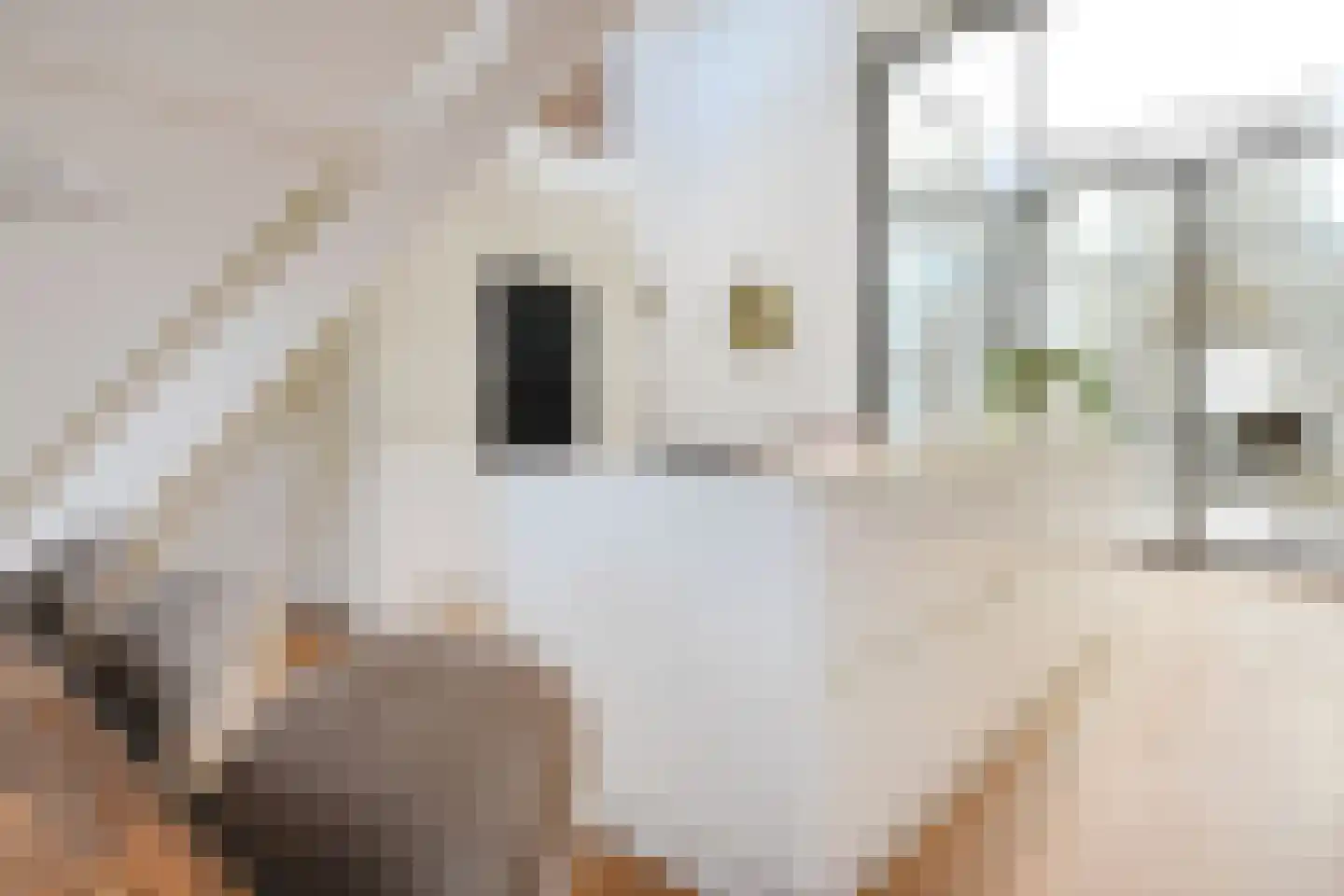 R. J. Schimmelpennincklaan 19 Den Haag thumbnail 52