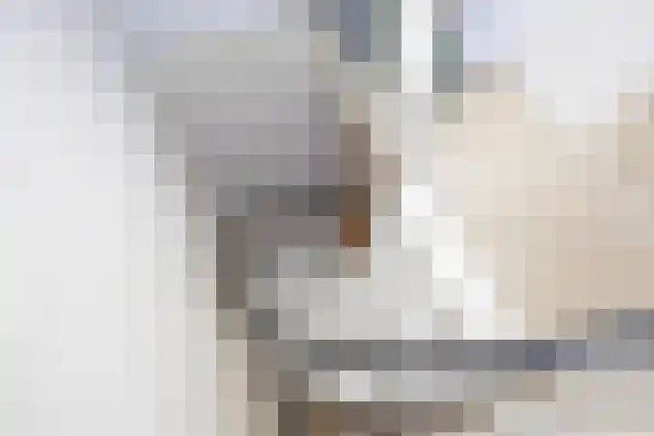 R Pollemaplein 10 Franeker thumbnail 29