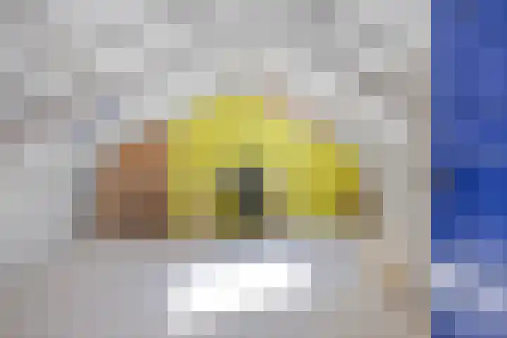 R Pollemaplein 10 Franeker thumbnail 30