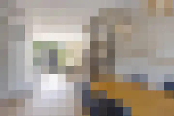 R Pollemaplein 10 Franeker thumbnail 6