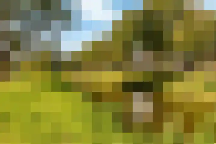 Raadhuislaan 13 Hoofddorp thumbnail 44